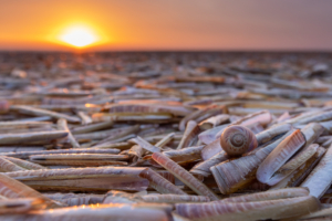 Wadden schelpen op het strand - ansichtkaart