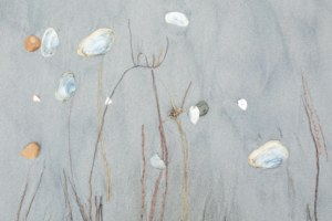 Ameland schelpen op strand abstract - kaart