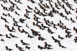 scholeksters in de sneeuw - fotowedstrijd Groene Camera, runner up 2021 categorie vogels Anja Brouwer