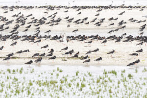 Werk aan de muur Ameland vogels Waddenzee