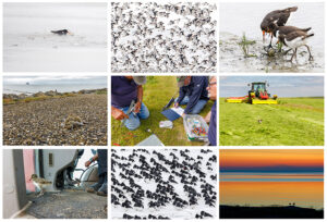 Natuurfotograaf van het jaar 2023 Groene Camera scholeksters