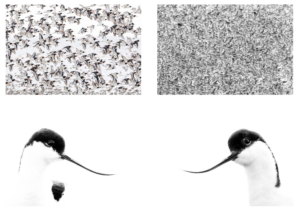 Kunst10Daagse Bergen en Kunstmaand Ameland