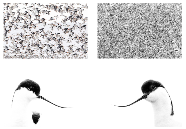 Kunst10Daagse Bergen en Kunstmaand Ameland