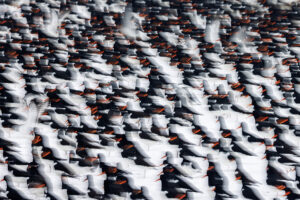 European Wildlife Photographer of the Year 2025 Anja Brouwer