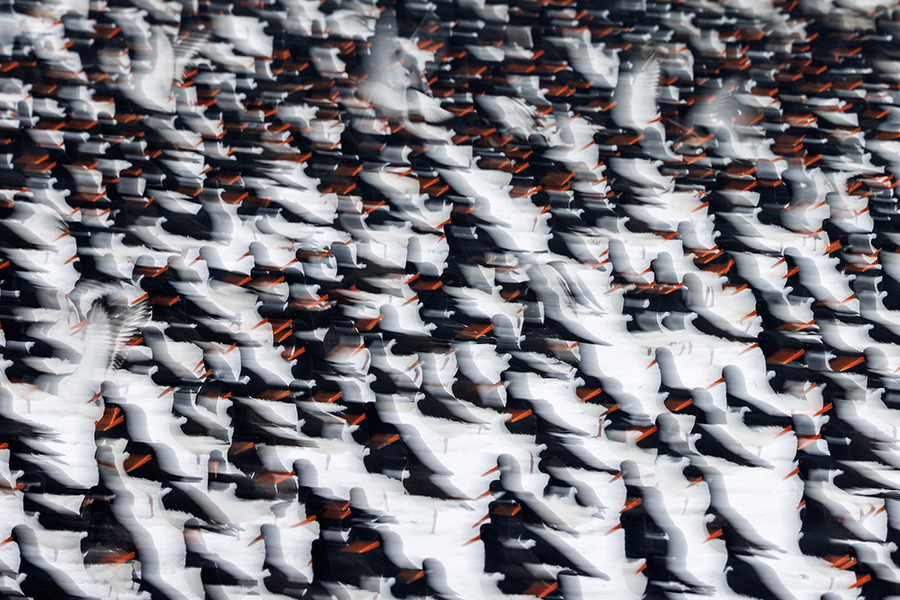 European Wildlife Photographer of the Year 2025 Anja Brouwer