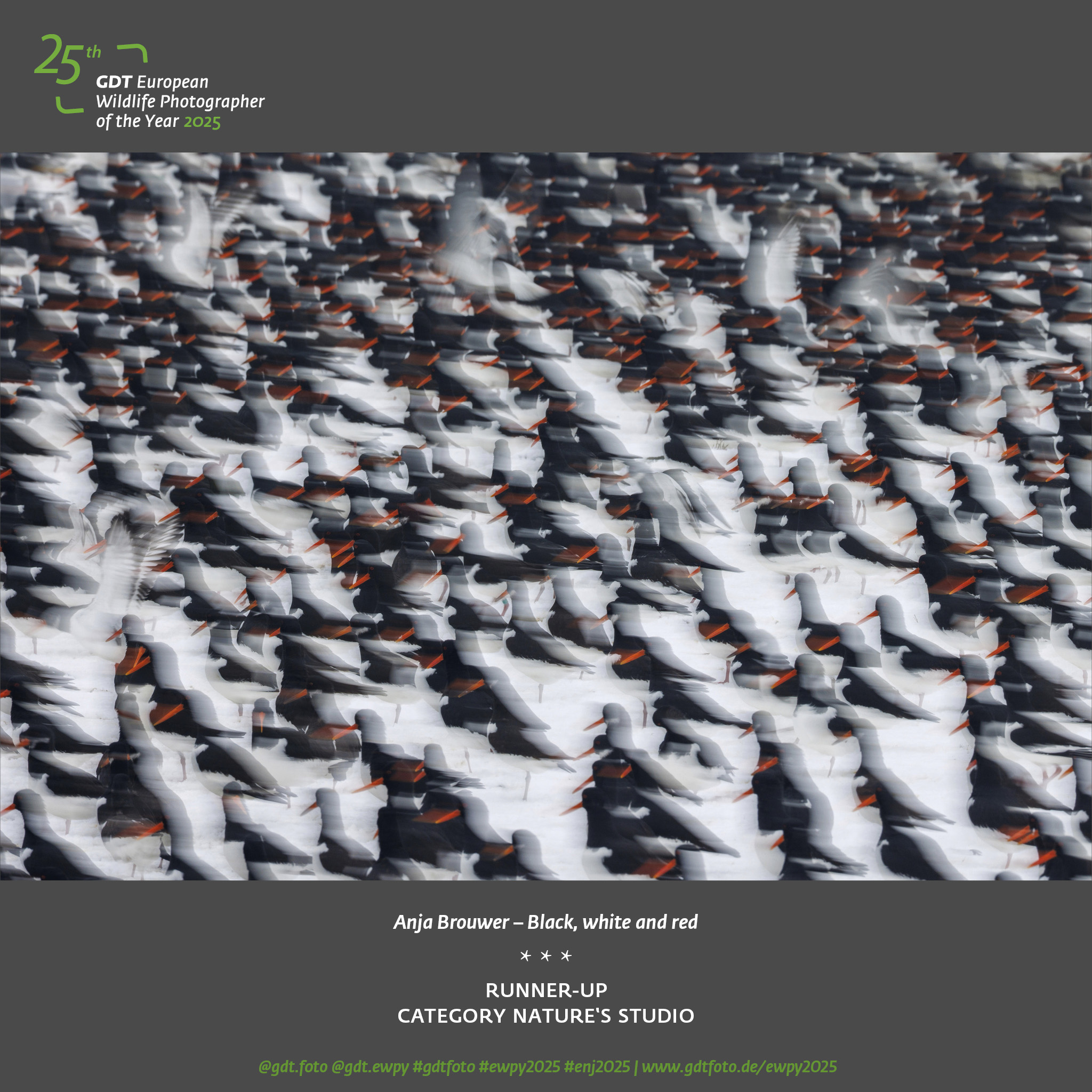 European Wildlife Photographer of the Year 2025 Anja Brouwer